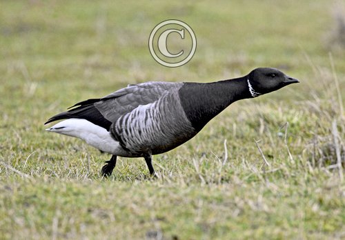 Brent Goose DM1643